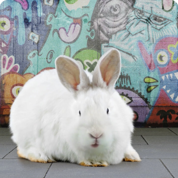 Bunny Urban